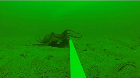 Victoria's Hopkins River provides some good sport fishing options for loclas in the know. Image: Tim Vincent